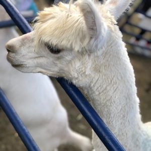 Meet your Posher, Sundas